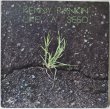 画像1: Kenny Rankin / Like A Seed / '75 Reissue (1)