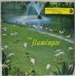 画像1: The Flamingos / Flamingos / Reissue (1)