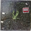 画像1: Kenny Rankin / Like A Seed / '75 Reissue (1)
